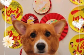 [🆕🇻🇳] Lildan Pet Spa Hotel & Clinic 🐶🦜 Top1Pets 🐱🐠 Chúc cả nhà ngày mới tốt lành , shares-0✔️ , likes-1❤️️ , date-2025-09-25 15:54:19🐶🐱🇻🇳🇻🇳🇻🇳📰🆕