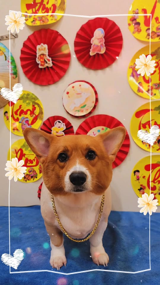 [🆕🇻🇳] Lildan Pet Spa Hotel & Clinic 🐶🦜 Top1Pets 🐱🐠 Chúc cả nhà ngày mới tốt lành , shares-0✔️ , likes-1❤️️ , date-2025-09-25 15:54:19🐶🐱🇻🇳🇻🇳🇻🇳📰🆕