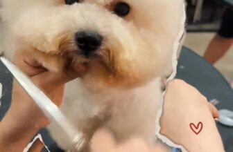 [🆕🇻🇳] Tran pet – Dịch vụ thú cưng 🐶🦜 Top1Pets 🐱🐠  BIẾN HÓA NGOẠN MỤC SAU KHI ĐẾN TRANPETBạn có tin rằng chỉ sau một buổi tắm – cắt tỉa – tạo kiểu tại TranPet, boss cưng của bạn sẽ thay đổi 180 độ không , shares-0✔️ , likes-0❤️️ , date-2025-09-25 20:18:25🐶🐱🇻🇳🇻🇳🇻🇳📰🆕