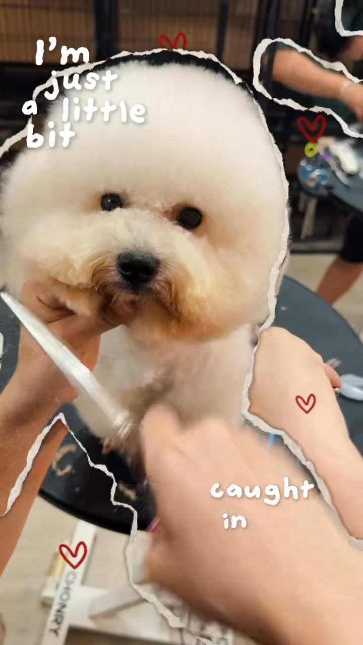 [🆕🇻🇳] Tran pet – Dịch vụ thú cưng 🐶🦜 Top1Pets 🐱🐠  BIẾN HÓA NGOẠN MỤC SAU KHI ĐẾN TRANPETBạn có tin rằng chỉ sau một buổi tắm – cắt tỉa – tạo kiểu tại TranPet, boss cưng của bạn sẽ thay đổi 180 độ không , shares-0✔️ , likes-0❤️️ , date-2025-09-25 20:18:25🐶🐱🇻🇳🇻🇳🇻🇳📰🆕