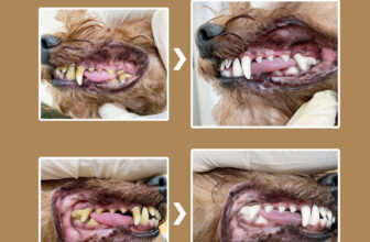 [🆕🇻🇳] The Pet In – Spa, Grooming, Hotel thú cưng 🐶🦜 Top1Pets 🐱🐠  Hơi thở thơm tho – Nụ cười trắng sáng cho bé yêu!
Tạm biệt vôi răng xấu xí, bảo vệ răng lợi khỏe mạnh ngay hôm nay cùng The Pet In!
Cạo vôi răng tại #T , shares-0✔️ , likes-1❤️️ , date-2025-09-26 03:00:15🐶🐱🇻🇳🇻🇳🇻🇳📰🆕