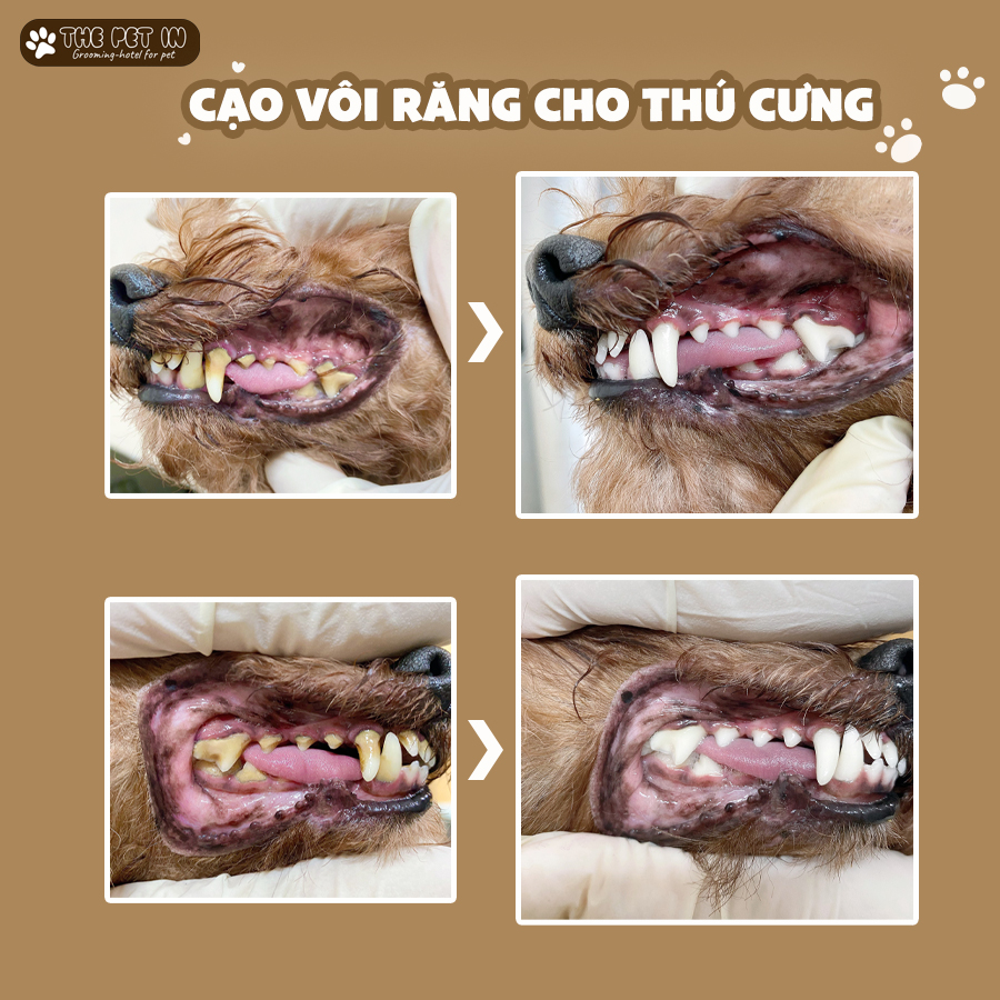 [🆕🇻🇳] The Pet – NHÃN HIỆU PATE TƯƠI CHO THÚ CƯNG HÀNG ĐẦU VIỆT NAM 🐶🦜 Top1Pets 🐱🐠 Cách Nhận Biết Mèo Thiếu Cân & Giải Pháp Vàng Từ The Pet VietnamKhông phải Sen nào cũng biết cân nặng lý tưởng của Boss. Thực tế, mỗi giống mèo trưởng th , shares-1✔️ , likes-305❤️️ , date-2025-09-26 03:00:00🐶🐱🇻🇳🇻🇳🇻🇳📰🆕