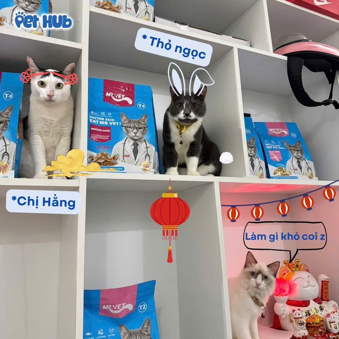 [🆕🇻🇳] Pet Hub – Nuôi Mèo Tiết Kiệm 🐶🦜 Top1Pets 🐱🐠 POV: Một ngày làm việc cật lực trên cung trăng
Sắp tới ngày ce ta tái xuất, phải nạp thêm pate thoai
, shares-0✔️ , likes-8❤️️ , date-2025-09-23 19:51:10🐶🐱🇻🇳🇻🇳🇻🇳📰🆕