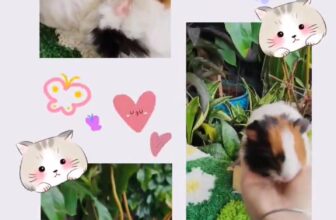 [🆕🇻🇳] PetXinh.net – Nhím kiểng, Hamster, Thỏ, Sóc 🐶🦜 Top1Pets 🐱🐠
Cưới em đi anh ơi
Về nhà rồi chúng ta chơi
Vì em thương em mới thế
Anh có ra sao vẫn mêCưới đi thôi anh ơi
Yeah-eh
Oh-oh-oh
Ta cưới nhau thôi anh ơi, shares-0✔️ , likes-0❤️️ , date-2025-09-29 20:15:20🐶🐱🇻🇳🇻🇳🇻🇳📰🆕