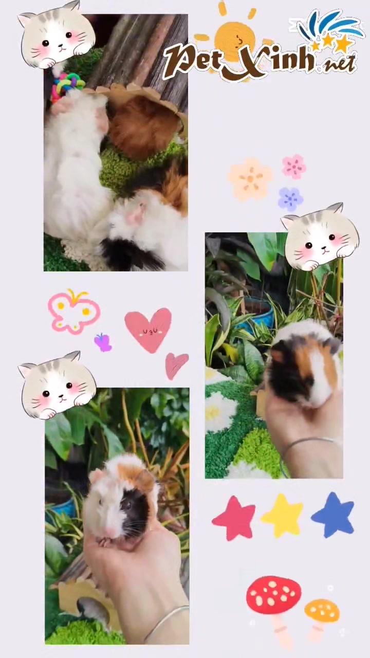 [🆕🇻🇳] PetXinh.net – Nhím kiểng, Hamster, Thỏ, Sóc 🐶🦜 Top1Pets 🐱🐠
Cưới em đi anh ơi
Về nhà rồi chúng ta chơi
Vì em thương em mới thế
Anh có ra sao vẫn mêCưới đi thôi anh ơi
Yeah-eh
Oh-oh-oh
Ta cưới nhau thôi anh ơi, shares-0✔️ , likes-0❤️️ , date-2025-09-29 20:15:20🐶🐱🇻🇳🇻🇳🇻🇳📰🆕