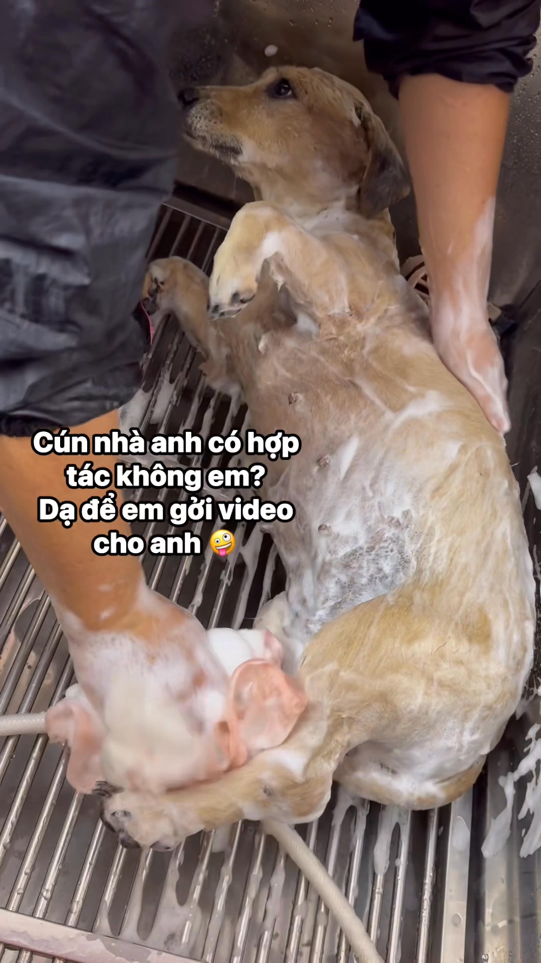 [🆕🇻🇳] Đảo Thú Cưng – Pet Spa 161 Nguyễn Văn Khối, p11, Gò Vấp 🐶🦜 Top1Pets 🐱🐠 Yêuuu lắmm , shares-0✔️ , likes-0❤️️ , date-2025-09-24 21:12:09🐶🐱🇻🇳🇻🇳🇻🇳📰🆕