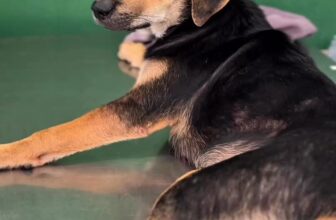 [🆕🇻🇳] Bệnh Viện Thú Y Pet Joy Hồ Chí Minh 🐶🦜 Top1Pets 🐱🐠  Châm cứu cho thú cưng? Khái niệm tưởng chừng lạ lẫm lại chính là “cánh cửa hy vọng” cho những bé mất khả năng vận động.
#petjoy #benhvienthuy #animalhospi , shares-0✔️ , likes-0❤️️ , date-2025-09-29 01:01:10🐶🐱🇻🇳🇻🇳🇻🇳📰🆕