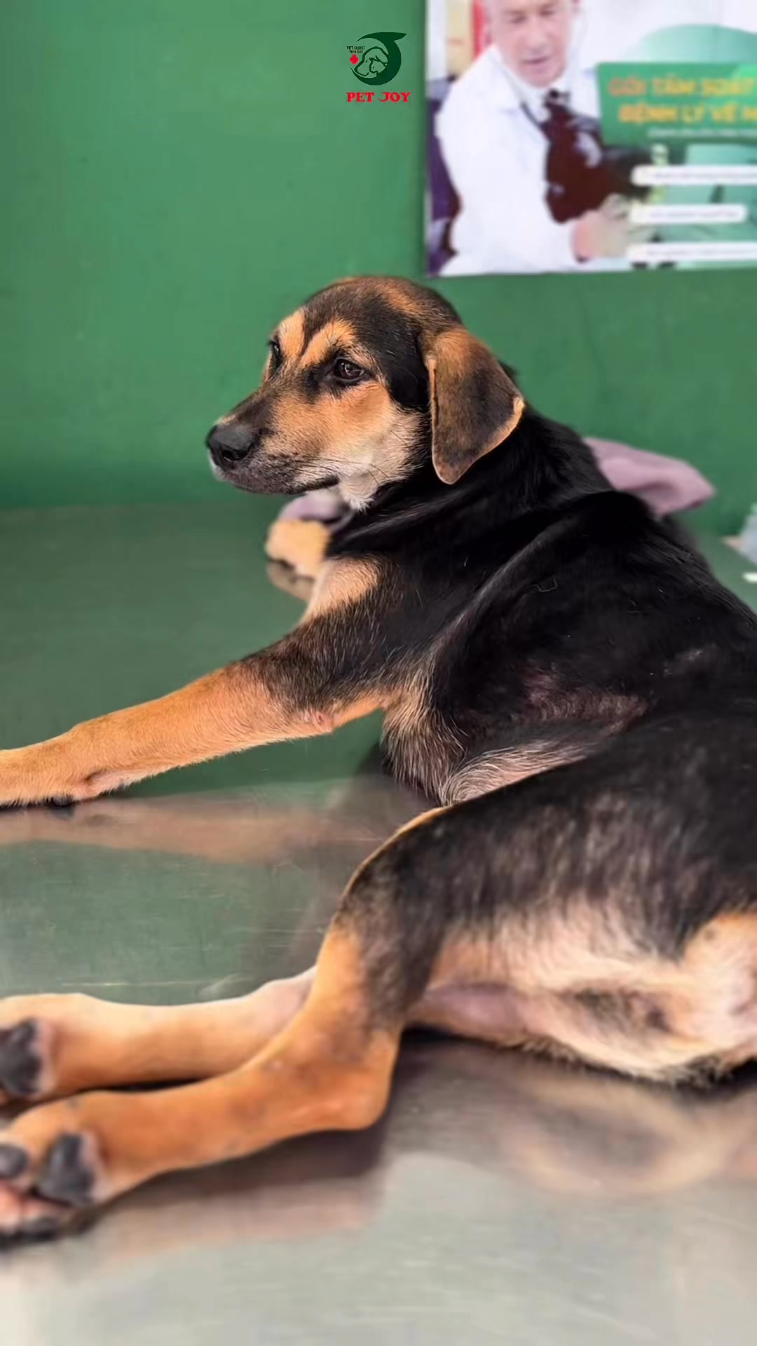 [🆕🇻🇳] Bệnh Viện Thú Y Pet Joy Hồ Chí Minh 🐶🦜 Top1Pets 🐱🐠  Châm cứu cho thú cưng? Khái niệm tưởng chừng lạ lẫm lại chính là “cánh cửa hy vọng” cho những bé mất khả năng vận động.
#petjoy #benhvienthuy #animalhospi , shares-0✔️ , likes-0❤️️ , date-2025-09-29 01:01:10🐶🐱🇻🇳🇻🇳🇻🇳📰🆕