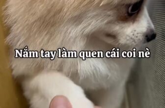 [🆕🇻🇳] Nhà Chó Mèo – Pet Shop – Pet Hotel  🐶🦜 Top1Pets 🐱🐠 Lucy lần đầu lưu trú tại Nhà Chó Mèo.
Ban đầu e ngại – lúc sau thì quậy đã luôn.
——
Nhà Chó Mèo Pet Shop – Pet Hotel
111/5 Lũy Bán Bích,P.Tân Thới Hòa, , shares-0✔️ , likes-0❤️️ , date-2025-09-28 16:16:38🐶🐱🇻🇳🇻🇳🇻🇳📰🆕