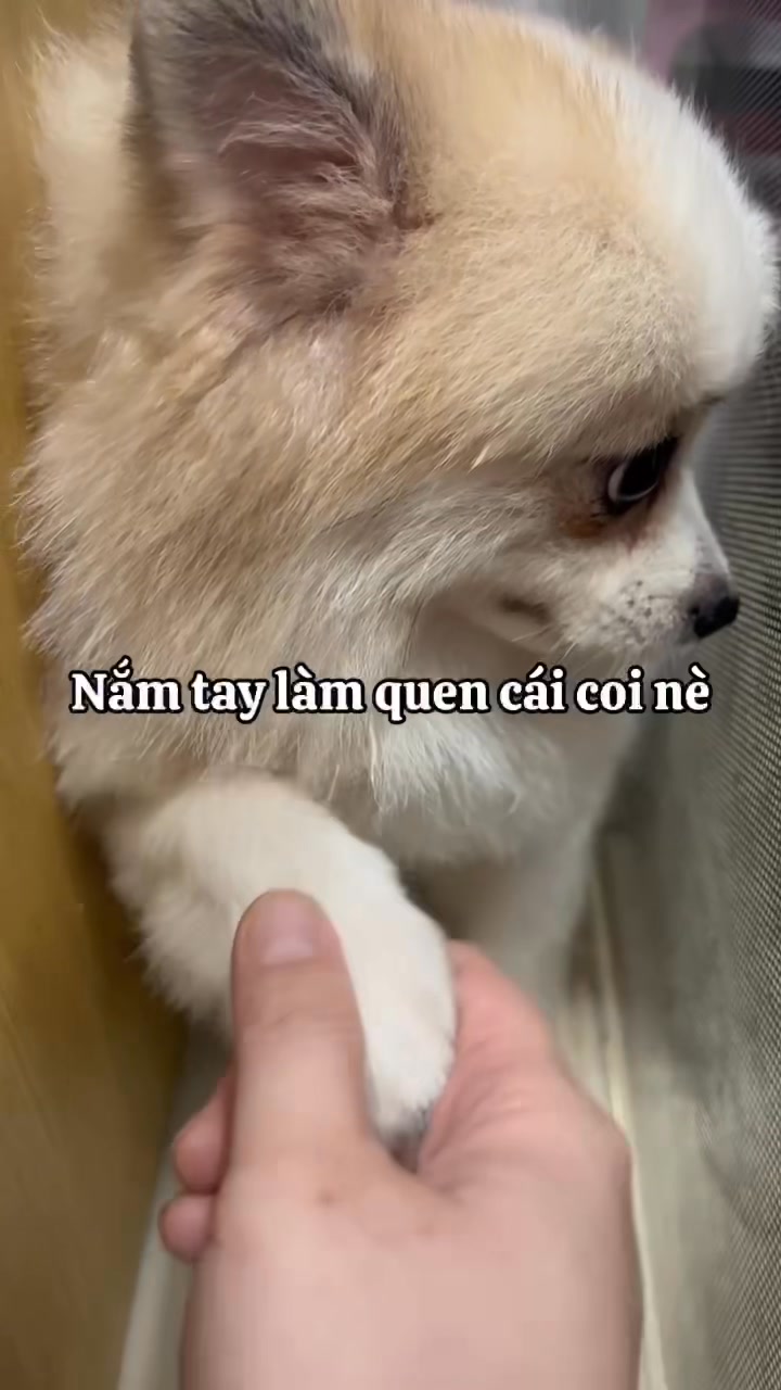 [🆕🇻🇳] Nhà Chó Mèo – Pet Shop – Pet Hotel  🐶🦜 Top1Pets 🐱🐠 Lucy lần đầu lưu trú tại Nhà Chó Mèo.
Ban đầu e ngại – lúc sau thì quậy đã luôn.
——
Nhà Chó Mèo Pet Shop – Pet Hotel
111/5 Lũy Bán Bích,P.Tân Thới Hòa, , shares-0✔️ , likes-0❤️️ , date-2025-09-28 16:16:38🐶🐱🇻🇳🇻🇳🇻🇳📰🆕