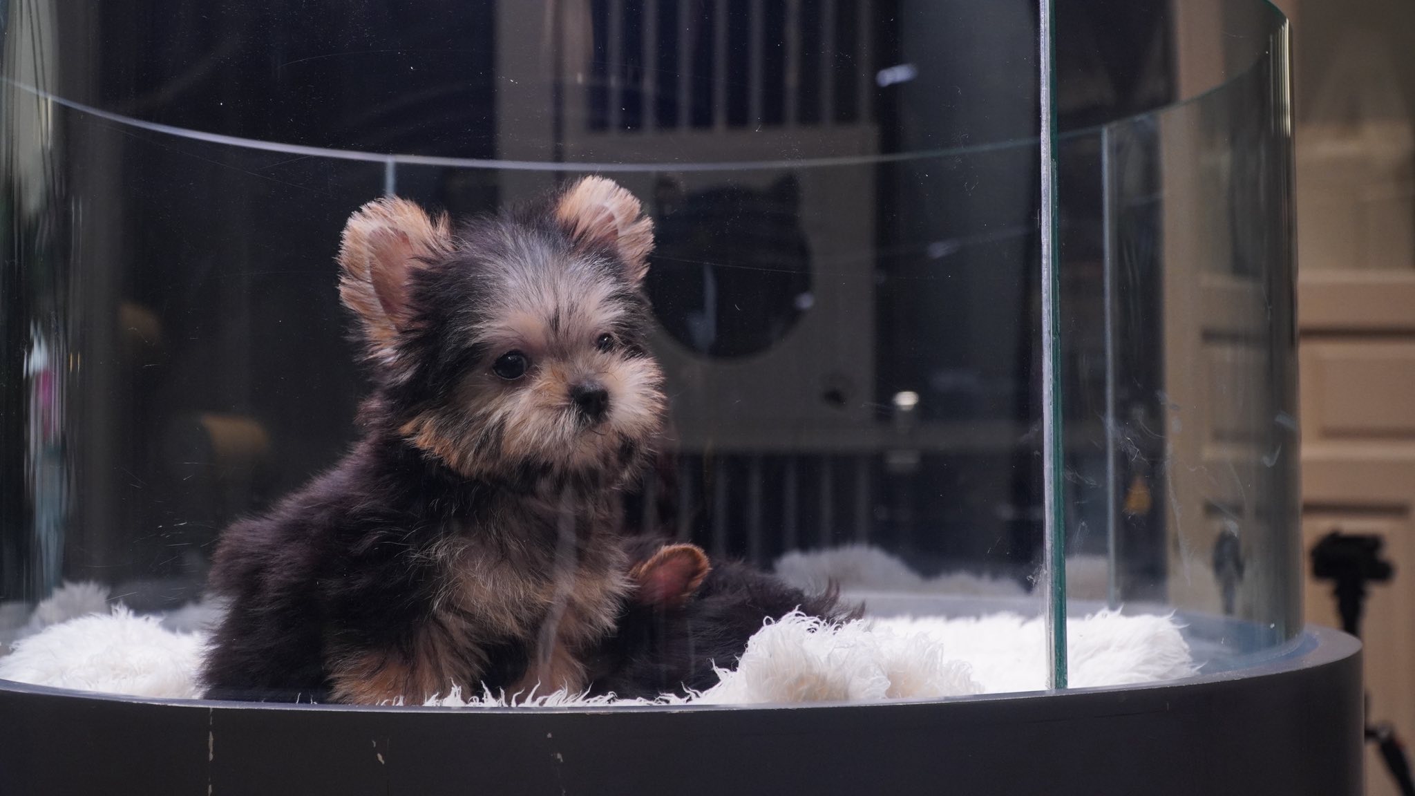 [🆕🇻🇳] AiNi Sweet Land – Pet Resort – Saigon 🐶🦜 Top1Pets 🐱🐠 Yorkshire mini chỉ nặng từ 1–2 kg khi trưởng thành, nhỏ bằng một chai nước suối, nhưng lại có tiếng sủa vang và rõ. Chúng thường nghĩ mình to gấp 10 lần, r , shares-1✔️ , likes-9❤️️ , date-2025-09-28 17:49:14🐶🐱🇻🇳🇻🇳🇻🇳📰🆕