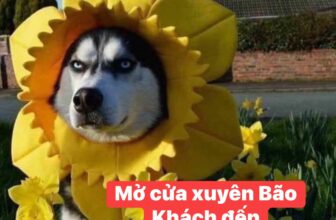 [🆕🇻🇳] Lâm Trang Pet Shop Vinh 🐶🦜 Top1Pets 🐱🐠 Shop vẫn mở cửa bán hàng – bình thường nha khách
Khách đến Vui lòng ấn chuông  giùm e
Lh 0973355119#thucanchomeo #mèo #LâmTrangpetshop #petshop #186AHaH , shares-1✔️ , likes-5❤️️ , date-2025-09-28 19:05:36🐶🐱🇻🇳🇻🇳🇻🇳📰🆕