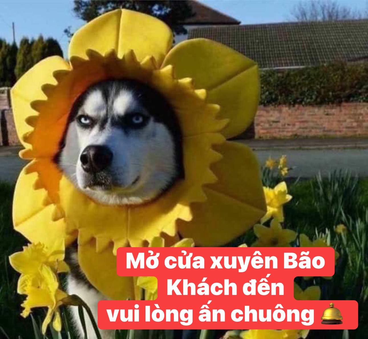 [🆕🇻🇳] Lâm Trang Pet Shop Vinh 🐶🦜 Top1Pets 🐱🐠 Shop vẫn mở cửa bán hàng – bình thường nha khách
Khách đến Vui lòng ấn chuông  giùm e
Lh 0973355119#thucanchomeo #mèo #LâmTrangpetshop #petshop #186AHaH , shares-1✔️ , likes-5❤️️ , date-2025-09-28 19:05:36🐶🐱🇻🇳🇻🇳🇻🇳📰🆕