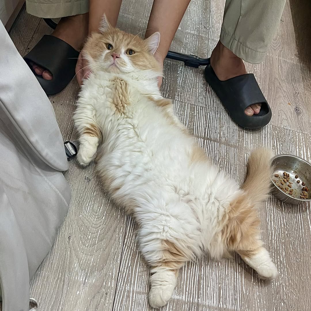 [🆕🇻🇳] Boss City – 174 Đường 3 Tháng 2 – Pet Shop, Spa Grooming & Hotel Lưu Trú 🐶🦜 Top1Pets 🐱🐠  THÔNG BÁO HOẠT ĐỘNG BOSS CITY
Sen ơi, sau 1 ngày “nghỉ bão” Boss City đã sẵn sàng mở cửa trở lại vào ngày mai – 29/10 để tiếp tục phục vụ các Boss yêu .
, shares-30✔️ , likes-8❤️️ , date-2025-09-29 04:07:57🐶🐱🇻🇳🇻🇳🇻🇳📰🆕