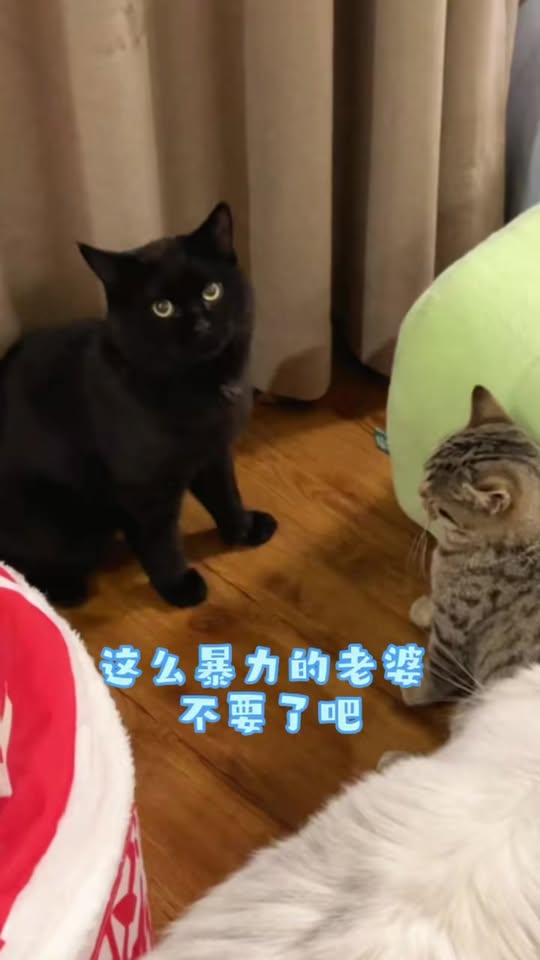 [🆕🇻🇳] Pet Lovers Việt Nam 🐶🦜 Top1Pets 🐱🐠 Một mèo đẹp là tài sản của gia đình!  #MèoĐẹp #GiaĐìnhHạnhPhúc #MèoYêu #MeowMeow #CatsOfInstagram , shares-0✔️ , likes-1❤️️ , date-2023-07-13 23:00:09🐶🐱🇻🇳🇻🇳🇻🇳📰🆕