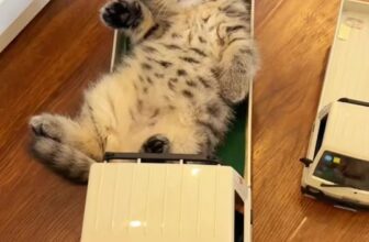 [🆕🇻🇳] Pet Lovers Việt Nam 🐶🦜 Top1Pets 🐱🐠 Mèo là chuyên gia tạo thư giãn tuyệt vời!  #MèoThưGiãn #StressRelief #MèoYêu #MeowMeow #RelaxingCats , shares-0✔️ , likes-4❤️️ , date-2023-07-15 23:00:06🐶🐱🇻🇳🇻🇳🇻🇳📰🆕