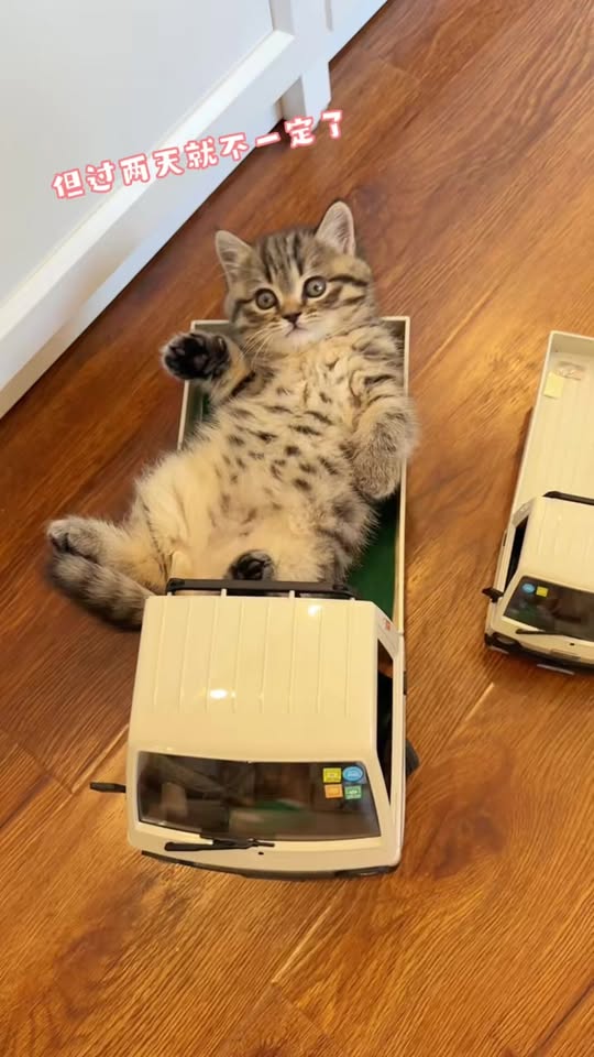 [🆕🇻🇳] Pet Lovers Việt Nam 🐶🦜 Top1Pets 🐱🐠 Mèo là chuyên gia tạo thư giãn tuyệt vời!  #MèoThưGiãn #StressRelief #MèoYêu #MeowMeow #RelaxingCats , shares-0✔️ , likes-4❤️️ , date-2023-07-15 23:00:06🐶🐱🇻🇳🇻🇳🇻🇳📰🆕