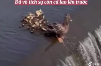 [🆕🇻🇳] Na&Moon pet – Spa , đồ dùng cho thú cưng 🐶🦜 Top1Pets 🐱🐠 Mói mói mói
NA&MOON PET chuyên cung cấp các sản phẩm và dịch vụ Spa & Hotel dành cho Thú Cưng.Đ𝐔̛𝐀 Đ𝐎́𝐍 𝐌𝐈𝐄̂̃𝐍 𝐏𝐇𝐈́ 𝐁𝐀́𝐍 𝐊𝐈́𝐍𝐇 𝟑𝐊𝐌
𝐇𝐨𝐭𝐥𝐢𝐧𝐞: 0964404488 , shares-0✔️ , likes-3❤️️ , date-2023-10-14 06:27:35🐶🐱🇻🇳🇻🇳🇻🇳📰🆕