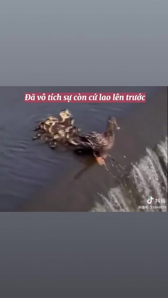 [🆕🇻🇳] Na&Moon pet – Spa , đồ dùng cho thú cưng 🐶🦜 Top1Pets 🐱🐠 Mói mói mói
NA&MOON PET chuyên cung cấp các sản phẩm và dịch vụ Spa & Hotel dành cho Thú Cưng.Đ𝐔̛𝐀 Đ𝐎́𝐍 𝐌𝐈𝐄̂̃𝐍 𝐏𝐇𝐈́ 𝐁𝐀́𝐍 𝐊𝐈́𝐍𝐇 𝟑𝐊𝐌
𝐇𝐨𝐭𝐥𝐢𝐧𝐞: 0964404488 , shares-0✔️ , likes-3❤️️ , date-2023-10-14 06:27:35🐶🐱🇻🇳🇻🇳🇻🇳📰🆕