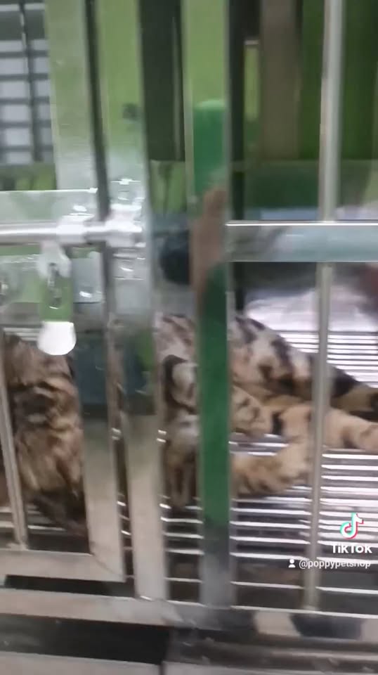 [🆕🇻🇳] Tạp Hóa Mẹ Táo-Chuyên đồ tole lanh mặc nhà cho bé 🧑‍🧒❤️️👶⭐️  Set bộ dài cổ bèo tay bèo nhỏ cho bé 10kg !!!
, shares-0✔️ , likes-0❤️️ , date-2024-03-30 22:49:10🇻🇳🇻🇳🇻🇳📰🆕