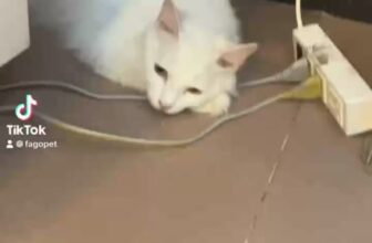 [🆕🇻🇳] Fagopet.vn – Khách Sạn Thú Cưng Tiêu Chuẩn 5 Sao 🐶🦜 Top1Pets 🐱🐠 Trẫm Sẽ Hướng Dẫn Mọi Người Cách Ngủ Nhanh Nhé :)))
#khachsanchomeo #khachsanthucung #pethotel
—–
Fago Pet – Chuyên các sản phẩm và dịch vụ cho thú cưn , shares-0✔️ , likes-1❤️️ , date-2024-04-01 21:52:01🐶🐱🇻🇳🇻🇳🇻🇳📰🆕