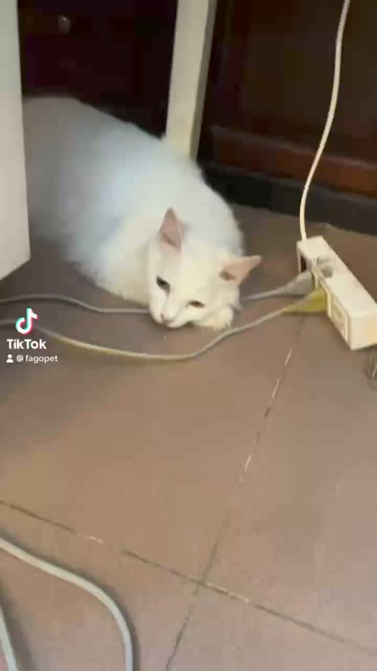 [🆕🇻🇳] Fagopet.vn – Khách Sạn Thú Cưng Tiêu Chuẩn 5 Sao 🐶🦜 Top1Pets 🐱🐠 Trẫm Sẽ Hướng Dẫn Mọi Người Cách Ngủ Nhanh Nhé :)))
#khachsanchomeo #khachsanthucung #pethotel
—–
Fago Pet – Chuyên các sản phẩm và dịch vụ cho thú cưn , shares-0✔️ , likes-1❤️️ , date-2024-04-01 21:52:01🐶🐱🇻🇳🇻🇳🇻🇳📰🆕