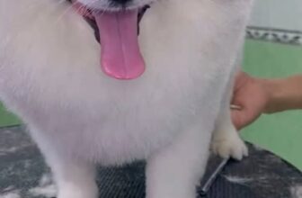 [🆕🇻🇳] HaloPet – Shop Thú Cưng 🐶🦜 Top1Pets 🐱🐠 Halopet shop Cơ Sở Cẩm Phả kính chào quý khách ạ , shares-0✔️ , likes-3❤️️ , date-2024-06-07 18:26:16🐶🐱🇻🇳🇻🇳🇻🇳📰🆕