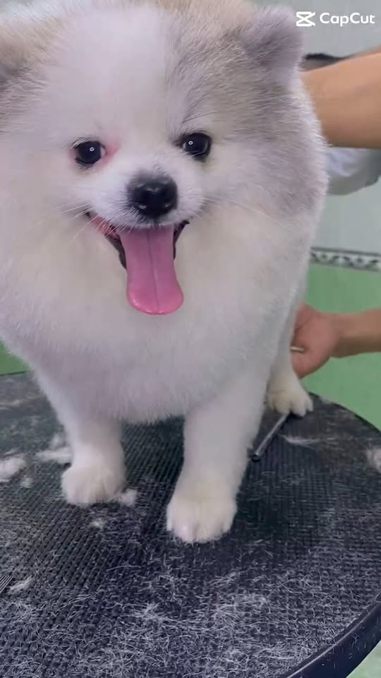 [🆕🇻🇳] Vựa Tôm Cô Ba – Chuyên Sỉ và Lẻ Các loại khô bao giá thị trường 🍔 Top1Food  🍜 ngon quá cả nhà ơi
, shares-3✔️ , likes-395❤️️ , date-2024-06-07 19:02:10🇻🇳🇻🇳🇻🇳📰🆕