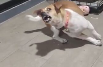 [🆕🇻🇳] Na&Moon pet – Spa , đồ dùng cho thú cưng 🐶🦜 Top1Pets 🐱🐠 Pit pull đôu ra a biểu , shares-0✔️ , likes-5❤️️ , date-2024-04-13 05:33:31🐶🐱🇻🇳🇻🇳🇻🇳📰🆕