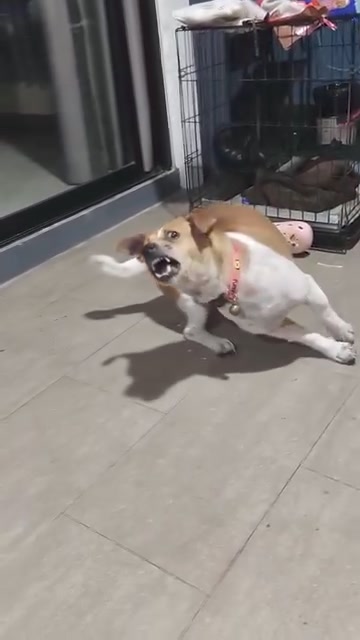 [🆕🇻🇳] Na&Moon pet – Spa , đồ dùng cho thú cưng 🐶🦜 Top1Pets 🐱🐠 Pit pull đôu ra a biểu , shares-0✔️ , likes-5❤️️ , date-2024-04-13 05:33:31🐶🐱🇻🇳🇻🇳🇻🇳📰🆕