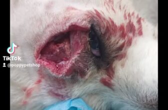 [🆕🇻🇳] Poppy Pet – Phụ kiện, Spa, Phòng Khám Thú Y Long Biên 🐶🦜 Top1Pets 🐱🐠 Trong cái rủi vẫn còn chút may mắn𝐓𝐑𝐔𝐍𝐆 𝐓Â𝐌 𝐂𝐇Ă𝐌 𝐒Ó𝐂 𝐓𝐇Ú 𝐂Ư𝐍𝐆 𝐏𝐎𝐏𝐏𝐘 𝐏𝐄𝐓 𝐋𝐎𝐍𝐆 𝐁𝐈Ê𝐍
Đị𝐚 𝐜𝐡ỉ: 𝐬ố 𝟔𝟏𝟑 𝐍𝐠𝐮𝐲ễ𝐧 𝐕ă𝐧 𝐋𝐢𝐧𝐡, 𝐒à𝐢 Đồ𝐧𝐠, 𝐋𝐨𝐧𝐠 𝐁𝐢ê𝐧, 𝐇à 𝐍ộ𝐢
𝐓𝐡ờ𝐢 𝐠𝐢𝐚 , shares-0✔️ , likes-0❤️️ , date-2024-04-21 18:31:21🐶🐱🇻🇳🇻🇳🇻🇳📰🆕