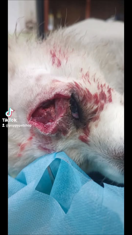 [🆕🇻🇳] Poppy Pet – Phụ kiện, Spa, Phòng Khám Thú Y Long Biên 🐶🦜 Top1Pets 🐱🐠 Trong cái rủi vẫn còn chút may mắn𝐓𝐑𝐔𝐍𝐆 𝐓Â𝐌 𝐂𝐇Ă𝐌 𝐒Ó𝐂 𝐓𝐇Ú 𝐂Ư𝐍𝐆 𝐏𝐎𝐏𝐏𝐘 𝐏𝐄𝐓 𝐋𝐎𝐍𝐆 𝐁𝐈Ê𝐍
Đị𝐚 𝐜𝐡ỉ: 𝐬ố 𝟔𝟏𝟑 𝐍𝐠𝐮𝐲ễ𝐧 𝐕ă𝐧 𝐋𝐢𝐧𝐡, 𝐒à𝐢 Đồ𝐧𝐠, 𝐋𝐨𝐧𝐠 𝐁𝐢ê𝐧, 𝐇à 𝐍ộ𝐢
𝐓𝐡ờ𝐢 𝐠𝐢𝐚 , shares-0✔️ , likes-0❤️️ , date-2024-04-21 18:31:21🐶🐱🇻🇳🇻🇳🇻🇳📰🆕