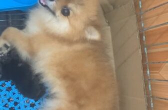 [🆕🇻🇳] ĐôĐô Petshop Spa 🐶🦜 Top1Pets 🐱🐠  , shares-0✔️ , likes-0❤️️ , date-2024-08-31 03:28:26🐶🐱🇻🇳🇻🇳🇻🇳📰🆕