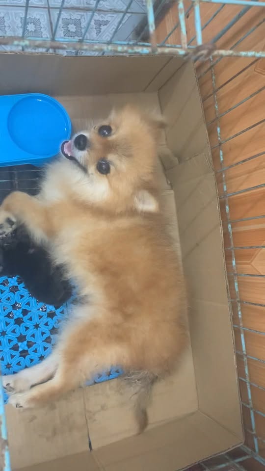 [🆕🇻🇳] ĐôĐô Petshop Spa 🐶🦜 Top1Pets 🐱🐠  , shares-0✔️ , likes-0❤️️ , date-2024-08-31 03:28:26🐶🐱🇻🇳🇻🇳🇻🇳📰🆕