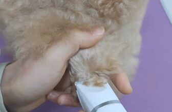 [🆕🇻🇳] Lady Pets Funny 🐶🦜 Top1Pets 🐱🐠 C\u1eaft t\u1ec9a l\u00f4ng v\u00e0 v\u1ec7 sinh cho c\u00fan t\u1ea1i nh\u00e0 s\u1ebd d\u1ec5 d\u00e0ng h\u01a1n khi c\u00f3 tr\u1ee3 th\u1ee7 \u0111\u1e , shares-16✔️ , likes-11K❤️️ , date-2024-10-14 04:24:08🐶🐱🇻🇳🇻🇳🇻🇳📰🆕