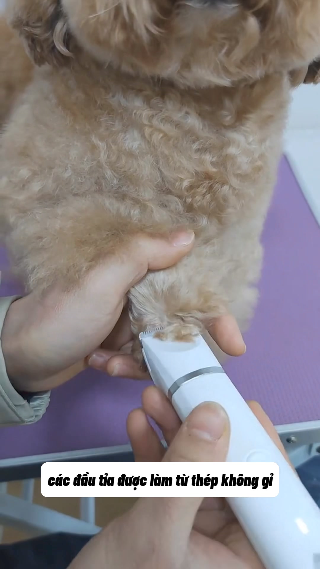 [🆕🇻🇳] Lady Pets Funny 🐶🦜 Top1Pets 🐱🐠 M\u1ed9t d\u00f2ng h\u1ea1t d\u00e0nh cho m\u00e8o k\u00e9n \u0103n, l\u01b0\u1eddi \u0103n. H\u1ea1t tr\u1ed9n nhi\u1ec1u lo\u1ea1i topping th\u1ecbt s\u1 , shares-0✔️ , likes-29❤️️ , date-2024-10-13 20:03:06🐶🐱🇻🇳🇻🇳🇻🇳📰🆕