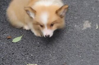 [🆕🇻🇳] Shop cún cưng – Shop chuyên các cún xinh , Corgi , mèo 🐶🦜 Top1Pets 🐱🐠 B\u00f4ng l\u00f9ng ch\u01b0a c\u00f3 ai th\u01b0\u01a1g c\u00f4 chu \u01a1i\nR\u1ee9c con v\u1ec1 \u0111i ch\u01a1i \u0111i \u1ea1 \n\ud83e\udd70\ud83e\ud , shares-15✔️ , likes-25K❤️️ , date-2024-11-24 02:21:27🐶🐱🇻🇳🇻🇳🇻🇳📰🆕