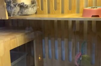 [🆕🇻🇳] TuNa Pet – Tiệm làm đẹp thú cưng 🐶🦜 Top1Pets 🐱🐠 Mũm đi nghỉ dưỡng chiu chiu. Hí hí , shares-0✔️ , likes-7❤️️ , date-2024-11-29 01:57:47🐶🐱🇻🇳🇻🇳🇻🇳📰🆕