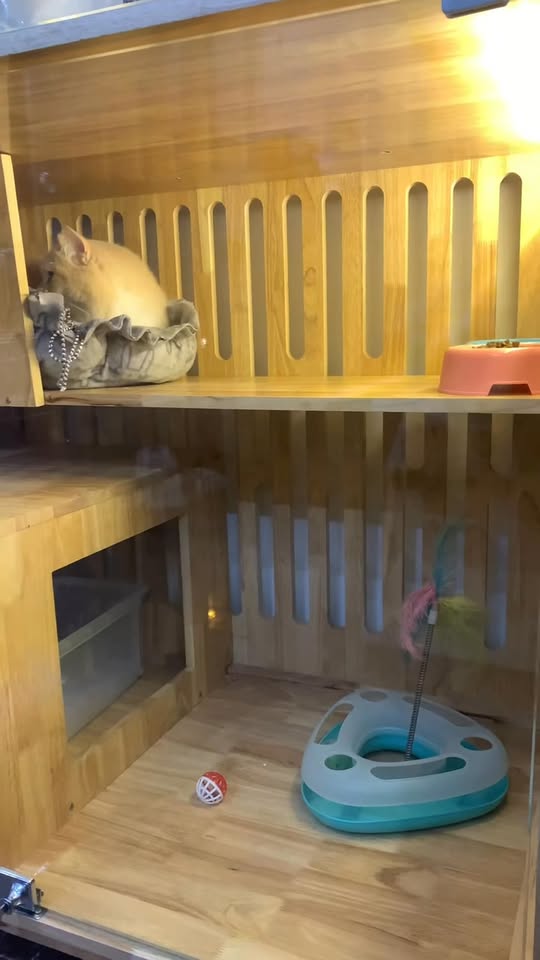 [🆕🇻🇳] TuNa Pet – Tiệm làm đẹp thú cưng 🐶🦜 Top1Pets 🐱🐠 Mũm đi nghỉ dưỡng chiu chiu. Hí hí , shares-0✔️ , likes-7❤️️ , date-2024-11-29 01:57:47🐶🐱🇻🇳🇻🇳🇻🇳📰🆕