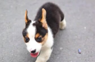[🆕🇻🇳] Shop cún cưng – Shop chuyên các cún xinh , Corgi , mèo 🐶🦜 Top1Pets 🐱🐠 Cưng quá trời cưng
Ai sẽ là người đặt tên con đây , shares-0✔️ , likes-5❤️️ , date-2024-12-14 02:16:12🐶🐱🇻🇳🇻🇳🇻🇳📰🆕
