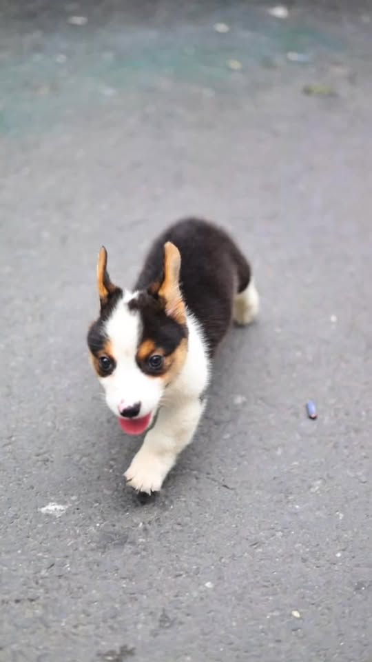 [🆕🇻🇳] Shop cún cưng – Shop chuyên các cún xinh , Corgi , mèo 🐶🦜 Top1Pets 🐱🐠 Cưng quá trời cưng
Ai sẽ là người đặt tên con đây , shares-0✔️ , likes-5❤️️ , date-2024-12-14 02:16:12🐶🐱🇻🇳🇻🇳🇻🇳📰🆕