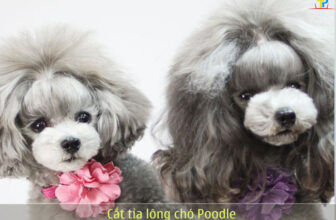 [🆕🇻🇳] TotoPet – Chuyên Đưa đón cắt tạo kiểu cho thú cưng 🐶🦜 Top1Pets 🐱🐠 Tưng bừng khai trương!!! Giảm sốc 99k từ 09/3 đến hết 11/03.
Tiệm Nhà ToTo Pet
Chuyên cung cấp dịch vụ: Tắm Vệ Sinh & Cắt Tỉa Lông Tạo Kiểu cho Thú Cưng v , shares-0✔️ , likes-989❤️️ , date-2024-03-05 20:18:02🐶🐱🇻🇳🇻🇳🇻🇳📰🆕