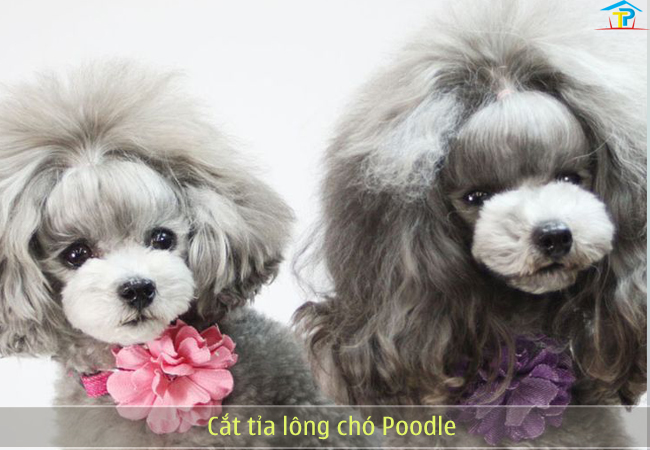 [🆕🇻🇳] TotoPet – Chuyên Đưa đón cắt tạo kiểu cho thú cưng 🐶🦜 Top1Pets 🐱🐠 Tưng bừng khai trương!!! Giảm sốc 99k từ 09/3 đến hết 11/03.
Tiệm Nhà ToTo Pet
Chuyên cung cấp dịch vụ: Tắm Vệ Sinh & Cắt Tỉa Lông Tạo Kiểu cho Thú Cưng v , shares-0✔️ , likes-989❤️️ , date-2024-03-05 20:18:02🐶🐱🇻🇳🇻🇳🇻🇳📰🆕