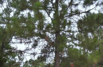 [🆕🇻🇳] WOMAX – Luxury For All Classes 👕 Top1Fashion 👗  Đếm ngược 4 ngày nữa là tới Noel rồi! Anh em đã có oufit đi chơi Noel chưa? Truy cập ngay womax.vn vô vàn items sang xịn mịn cho anh em lựa chọn nhé! #woma , shares-0✔️ , likes-4❤️️ , date-2024-12-20 18:09:42🇻🇳🇻🇳🇻🇳📰🆕