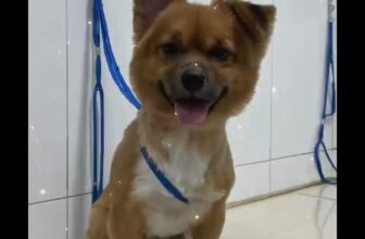 [🆕🇻🇳] Phòng khám Thú Y Vĩnh Phúc 🐶🦜 Top1Pets 🐱🐠 Tổng kết 2024 cùng mấy khứa loi nhoi
Yêu nhắm
—-‐———–‐————————–
#phongkhamthuy VinhPhuc
#Tiemphongchochomeo, #Chua_benh_cho_cho_m , shares-0✔️ , likes-7❤️️ , date-2025-01-01 00:31:02🐶🐱🇻🇳🇻🇳🇻🇳📰🆕