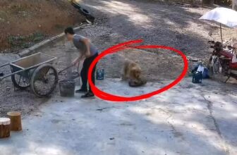 [🆕🇻🇳] Dola Pet – 223 Tô Hiệu Hà Đông 🐶🦜 Top1Pets 🐱🐠 Quá đáng , shares-0✔️ , likes-2❤️️ , date-2025-01-06 21:37:19🐶🐱🇻🇳🇻🇳🇻🇳📰🆕