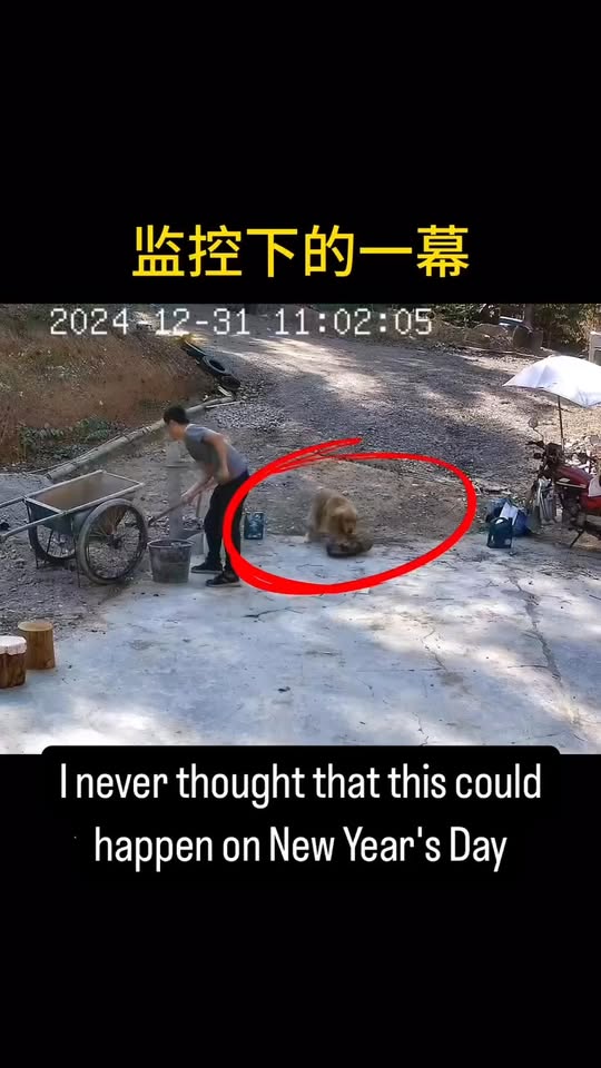 [🆕🇻🇳] Dola Pet – 223 Tô Hiệu Hà Đông 🐶🦜 Top1Pets 🐱🐠 Quá đáng , shares-0✔️ , likes-2❤️️ , date-2025-01-06 21:37:19🐶🐱🇻🇳🇻🇳🇻🇳📰🆕