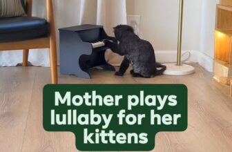 [🆕🇻🇳] Pet Piano 🐶🦜 Top1Pets 🐱🐠 Using the melody assist feature to remap the notes she plays  , shares-0✔️ , likes-641❤️️ , date-2025-01-08 06:07:37🐶🐱🇻🇳🇻🇳🇻🇳📰🆕