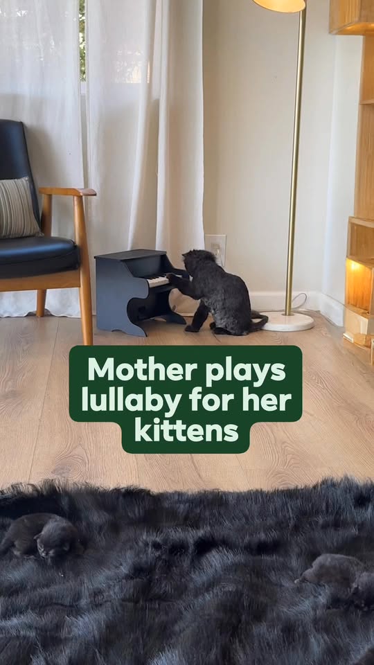 [🆕🇻🇳] Pet Piano 🐶🦜 Top1Pets 🐱🐠 Using the melody assist feature to remap the notes she plays  , shares-0✔️ , likes-641❤️️ , date-2025-01-08 06:07:37🐶🐱🇻🇳🇻🇳🇻🇳📰🆕