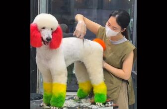 [🆕🇻🇳] Cutpet – Hotel & Spa Cắt Tỉa Lông Chó Mèo Thú Cưng Bình Dương 🐶🦜 Top1Pets 🐱🐠 Bên em có chụp hết tết rồi. Ba mẹ nhớ mang các bé qua để có ảnh đẹp nhé Để đảm bảo chất lượng dịch vụ spa thú cưng tại Cutpet được tốt nhất , CUTPET xin th , shares-0✔️ , likes-5❤️️ , date-2025-01-22 18:16:45🐶🐱🇻🇳🇻🇳🇻🇳📰🆕